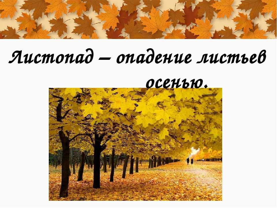 В каком месяце закончился листопад у клена. листопад у деревьев. как осенью меняют цвет листья разных деревьев и кустарников
