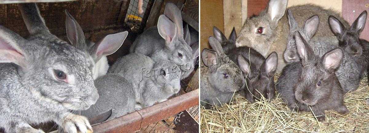 Кролики великаны разведение: выращивание, кормление, клетки