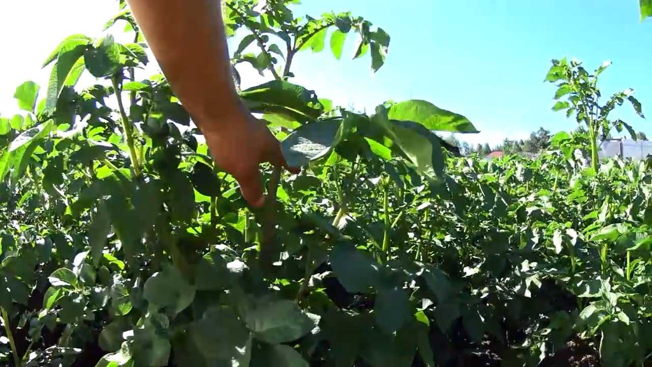 Удобрение картофеля в лунку при посадке для хорошего урожая