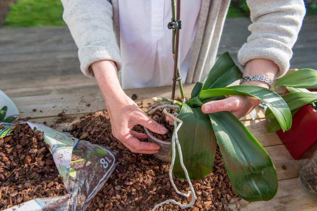 Грунт для орхидей: какая почва нужна цветку, как субстрат приготовить самостоятельно, подходит ли обычная земля, какой лучше выбрать магазинный продукт?