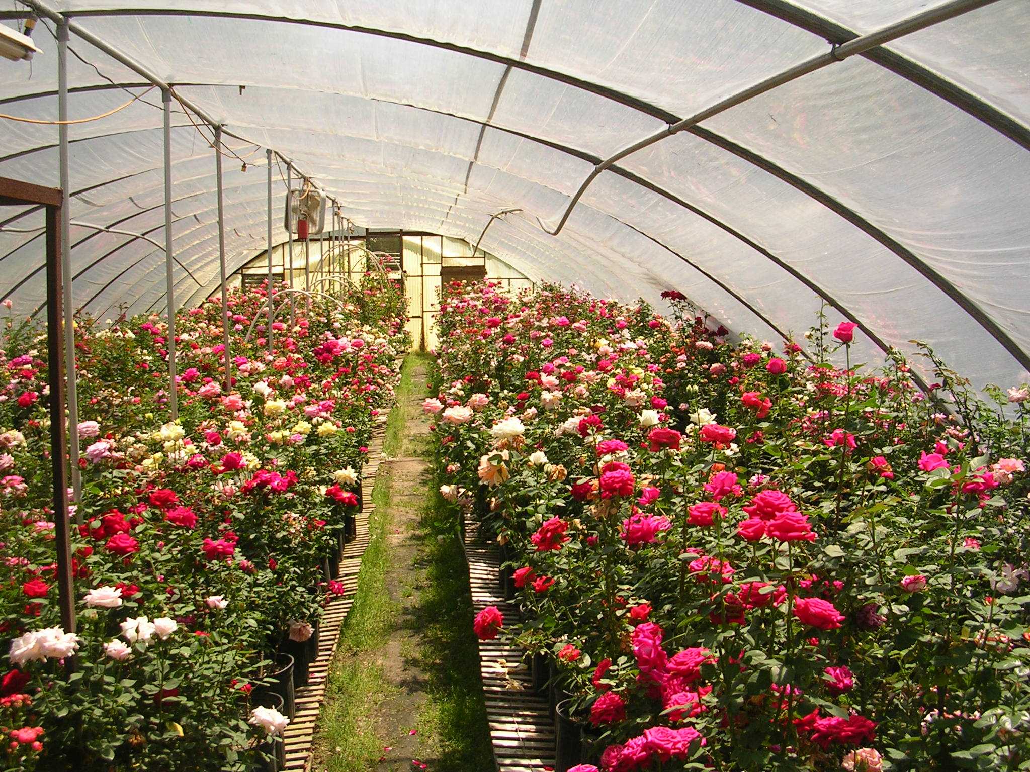 Выращивание цветов в теплице: благоприятные условия для растений