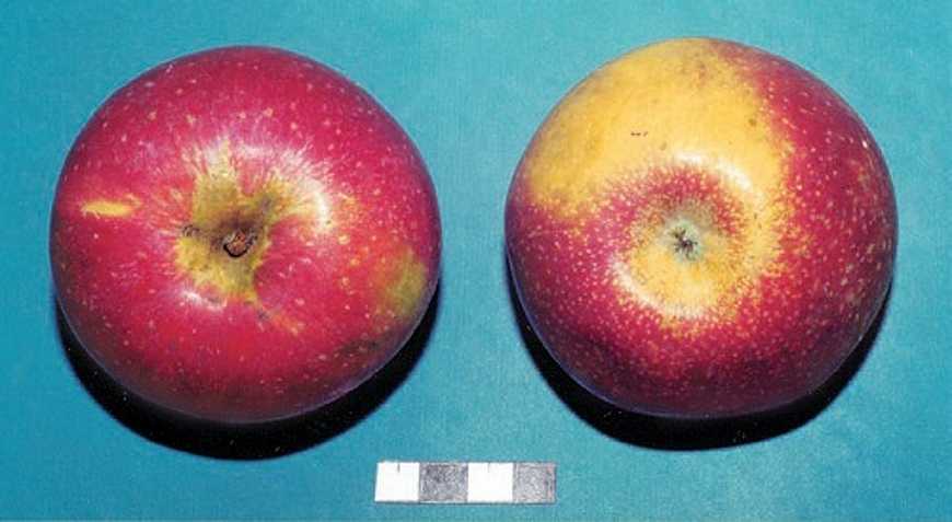 Чем отличается яблоня богатырь от других сортов