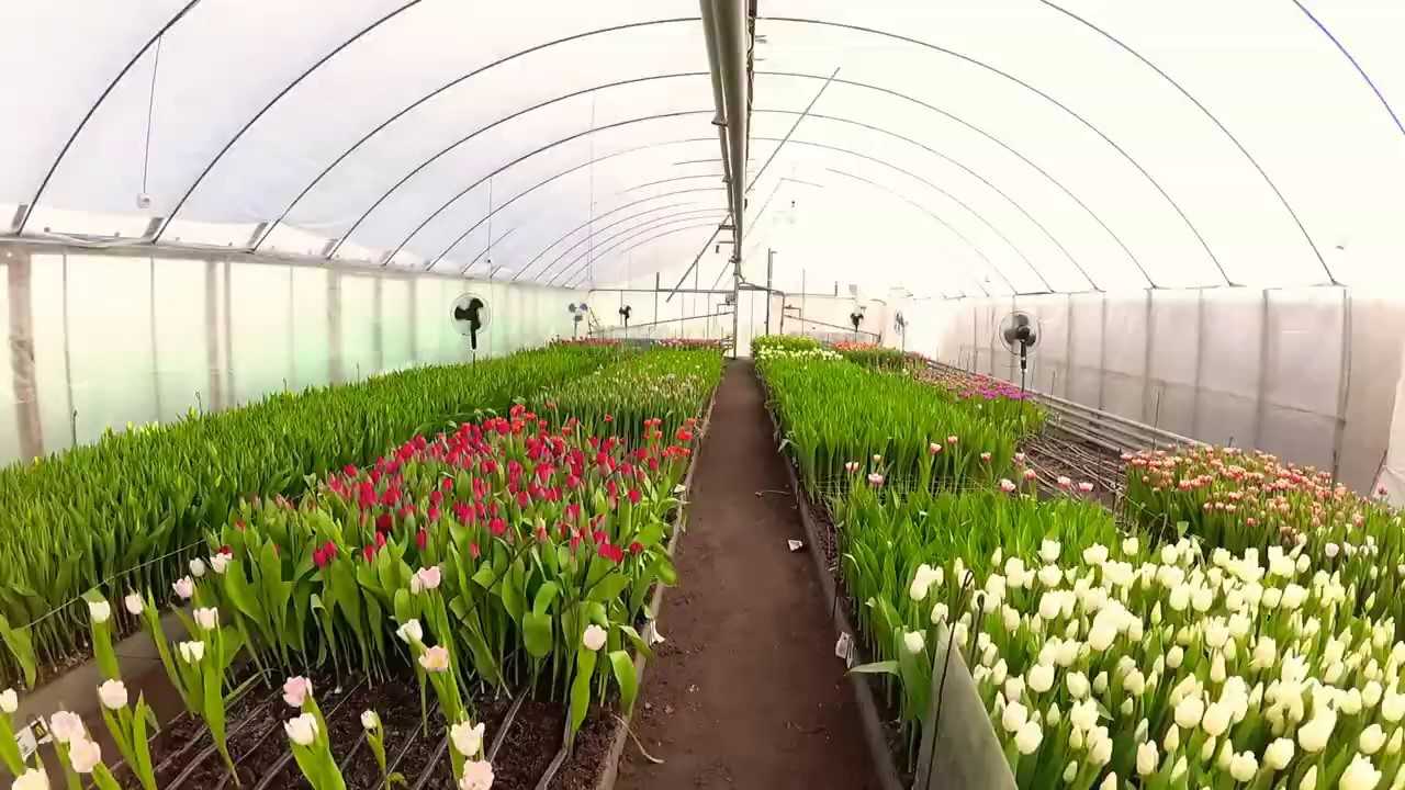 Как заработать, выращивая в теплицах тюльпаны