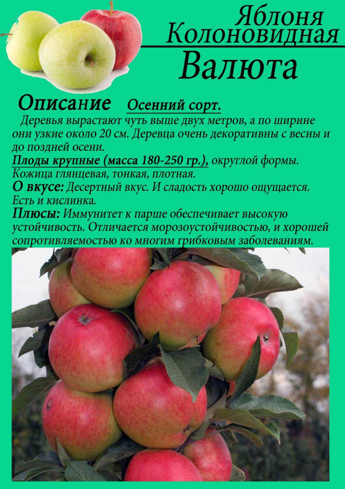ᐉ колоновидная яблоня медок описание фото отзывы - zooshop-76.ru