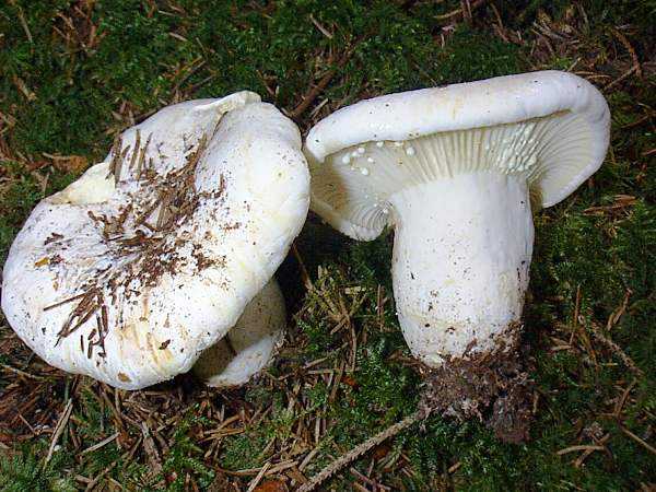 Скрипница гриб почти как груздь, только полезнее - грибы собираем