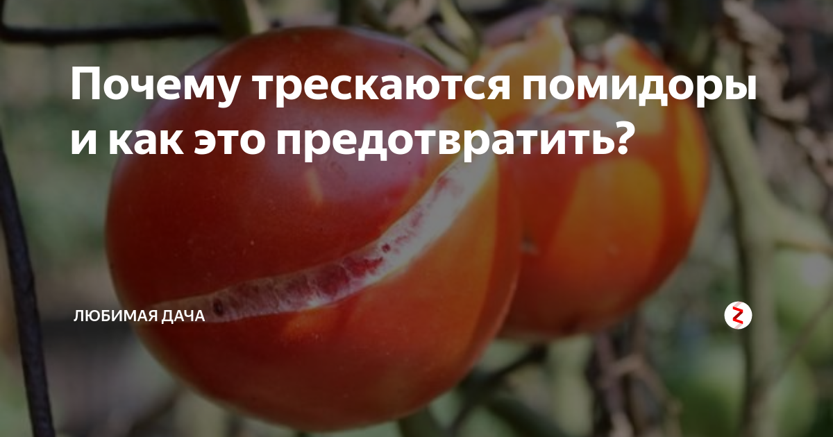 Отвечаем на вопрос - почему трескаются помидоры в теплице: причины растрескивания, ошибки начинающих дачников, основные болезни томатов и методы борьбы с ними
