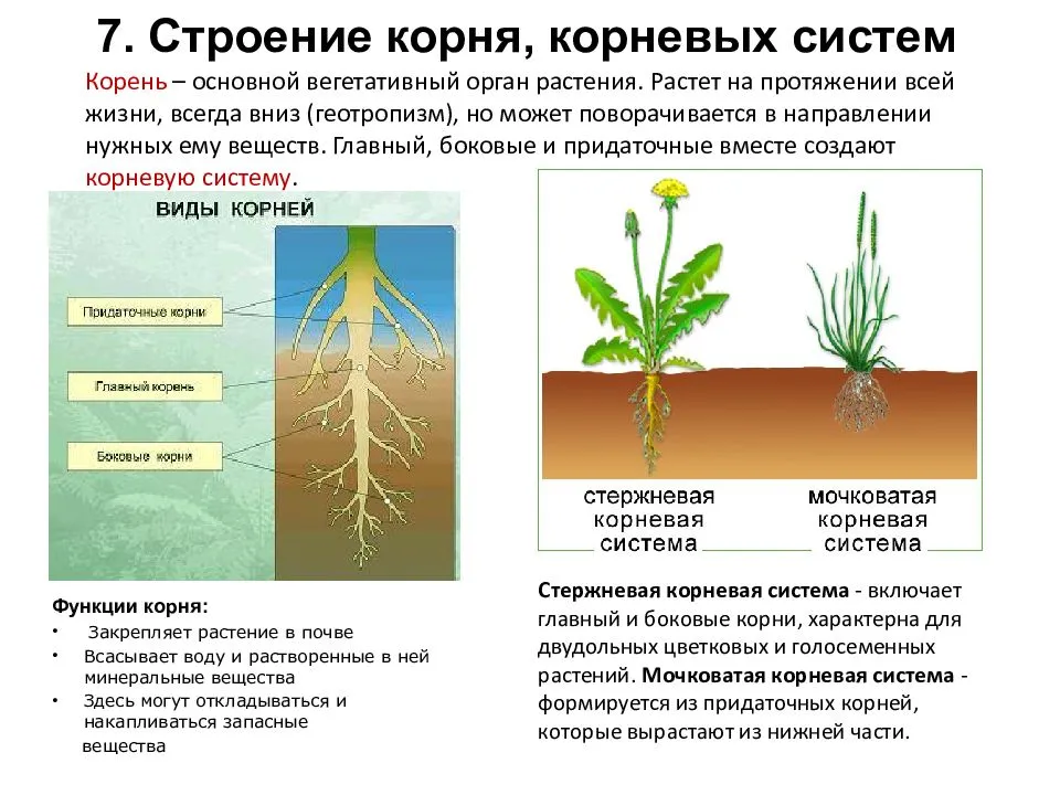 Вегетационные периоды растений от всходов до созревания