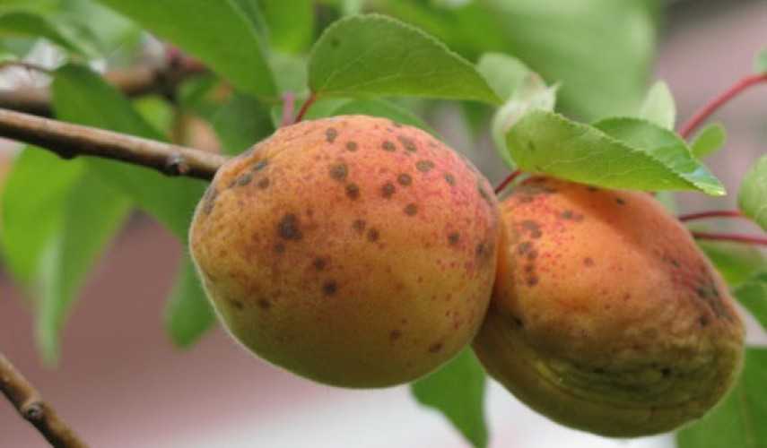 Почему не плодоносит абрикос (причины, что делать)
