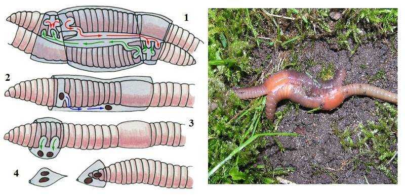 Дождевой червь: описание, среда обитания, чем питается