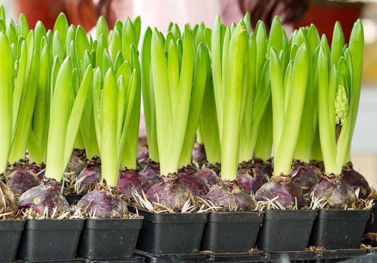 Выращивание лилий в домашних условиях, посадка и уход