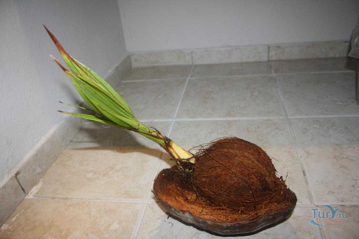 Не растет кокос в домашних условиях или можно посадить: как размножается пальма из ореха, и подготовка семян, болезни и вредители, уход