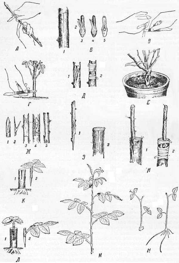Черенкование и деление многолетних хризантем ранней весной