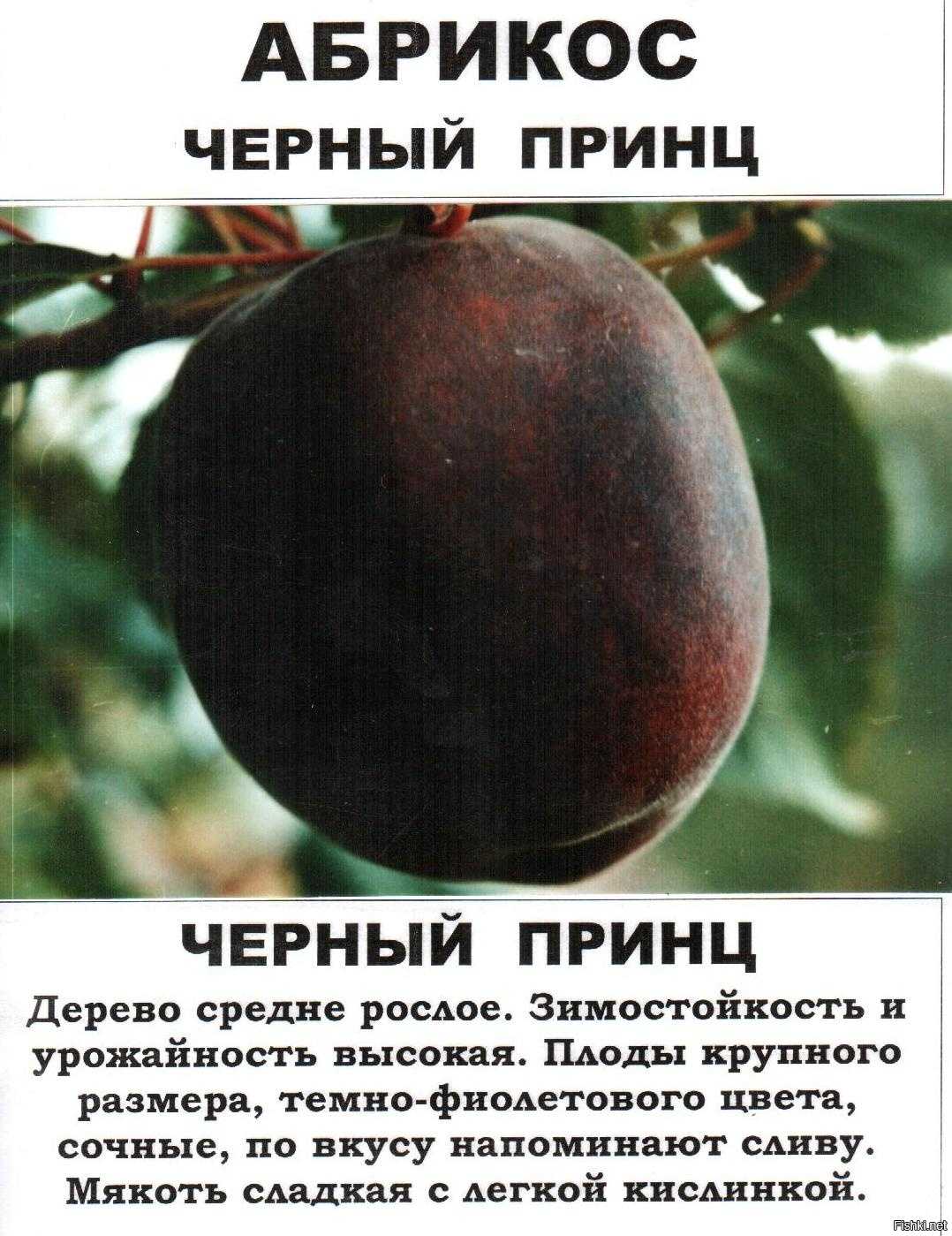 Сорт абрикоса краснощёкий: описание с фото, посадка и уход, отзывы