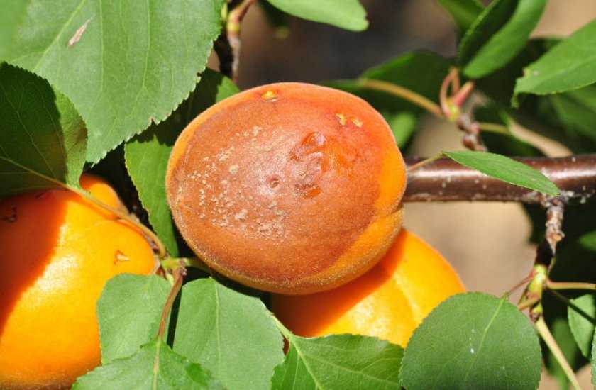 Период продуктивности абрикоса и его продолжительность Факторы, влияющие на плодоношение Мероприятия по восстановлению плодоношения Советы опытных садоводов