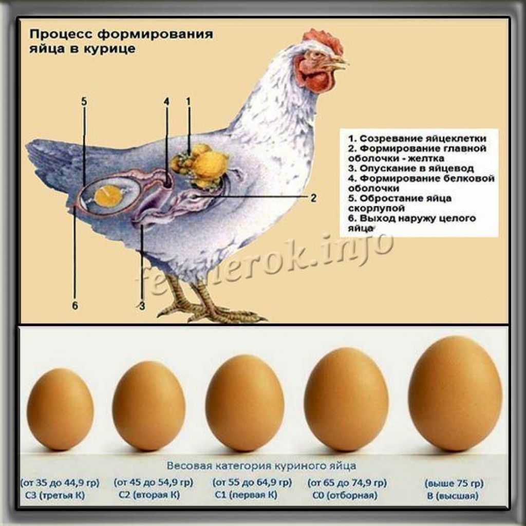 Если петух топчет курицу — значит, вскоре можно ожидать цыплят Случается, что сроки проходят, а потомства все нет Тому существует несколько причин