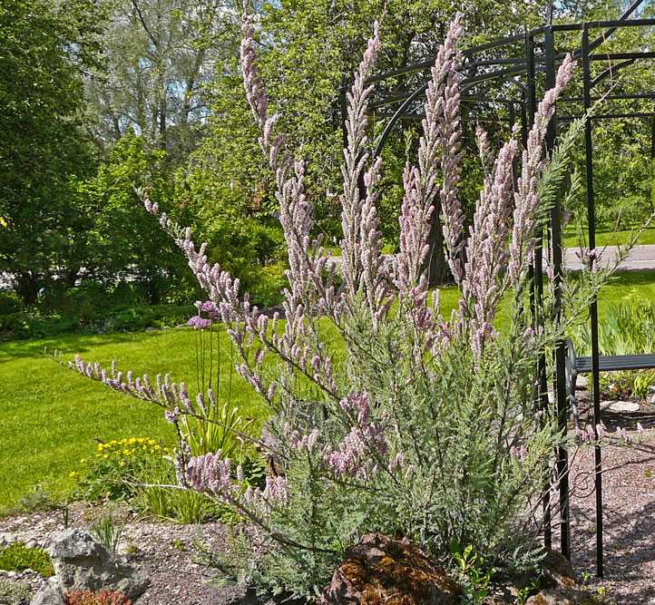Мирикария лисохвостая – необычное украшение сада. мирикария лисохвостная в ландшафтном дизайне