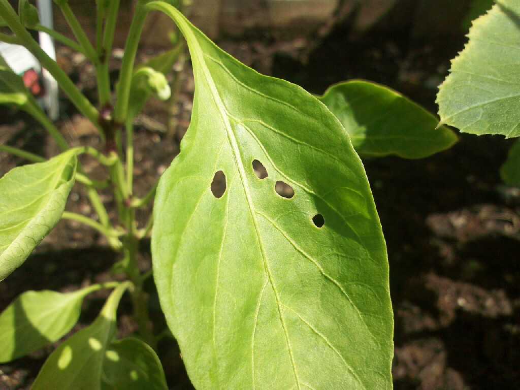 Листья перца в дырочках - чем обработать? обзор болезней, вредителей и способы защиты растений (85 фото)