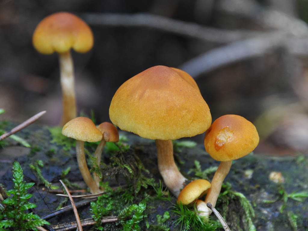 Гимнопил юноны (gymnopilus junonius) – грибы сибири