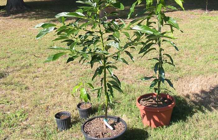 Как выращивать персик из косточки в домашних условиях - огород, сад, балкон
                                             - 24 октября
                                             - 43021952204 - медиаплатформа миртесен