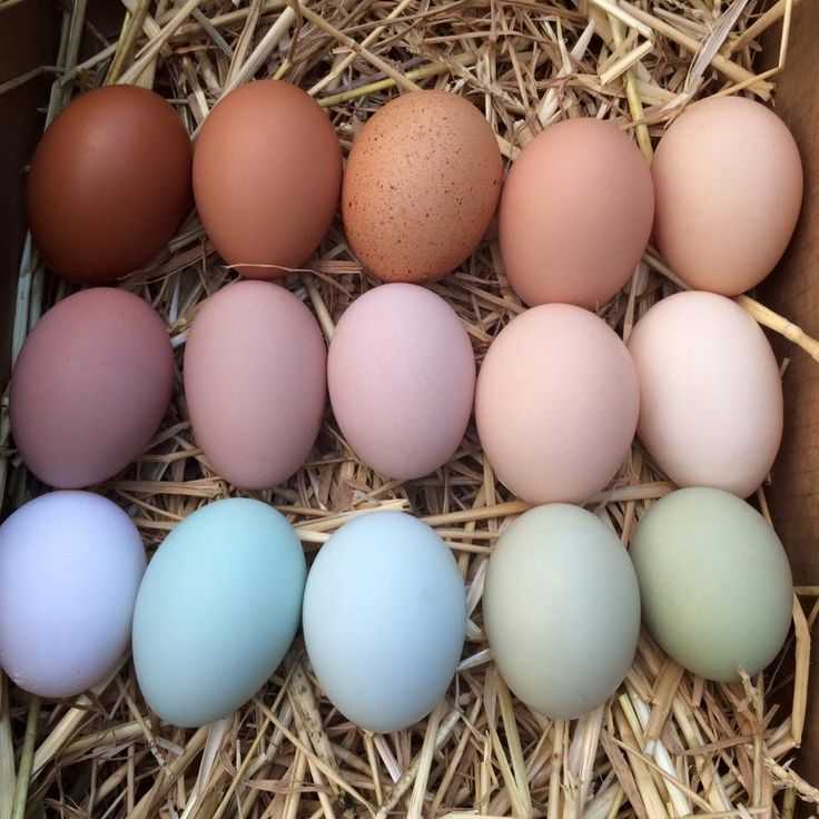 Какие куры несут голубые и зеленые яйца? породы, их описание, содержание и кормление