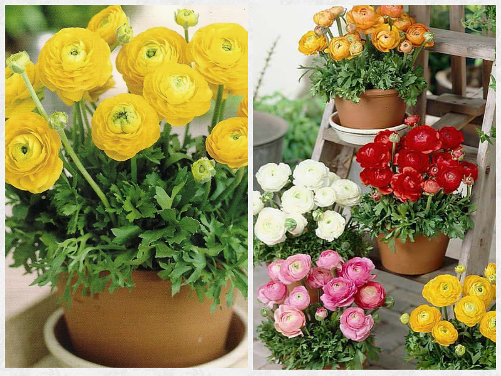 Лютик садовый: посадка и уход. выращивание, размножение. садовые цветы :: syl.ru
