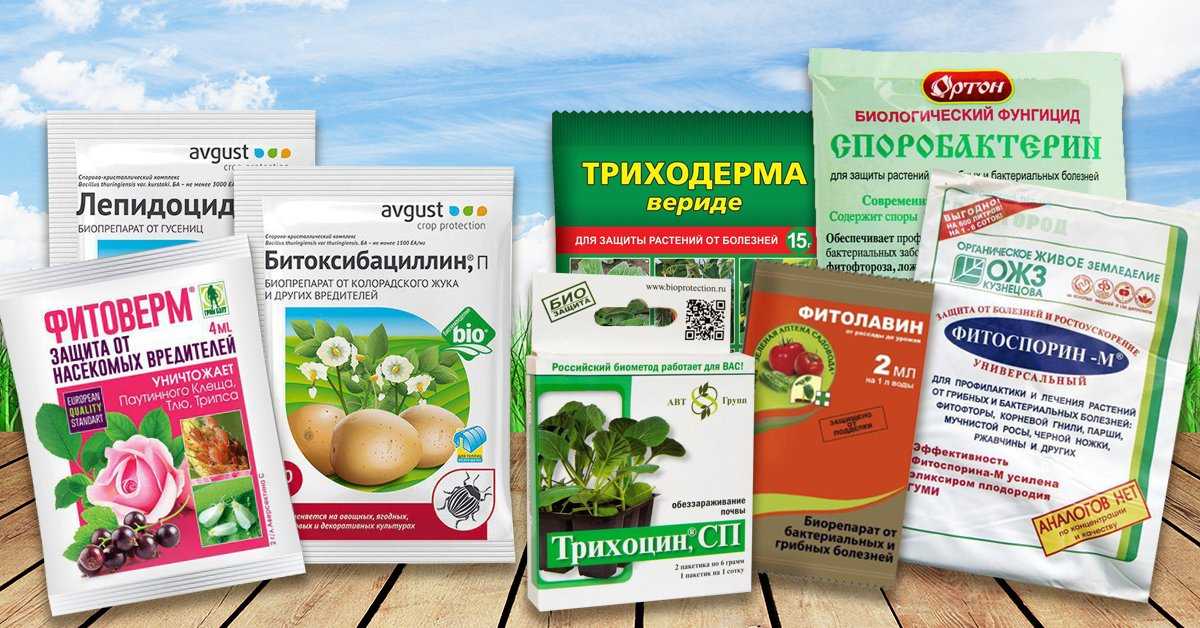 Актофит – препарат растительного происхождения, предназначен для защиты от вредителей сельскохозяйственных и декоративных растений