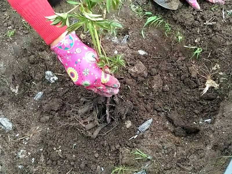 Пересадка пионов осенью: как правильно выкопать куст, поделить и посадить на новое место