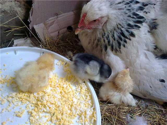 В статье речь пойдет о том, как можно посадить курицу на яйца в домашних условиях насильно, но при этом безболезненно для нее