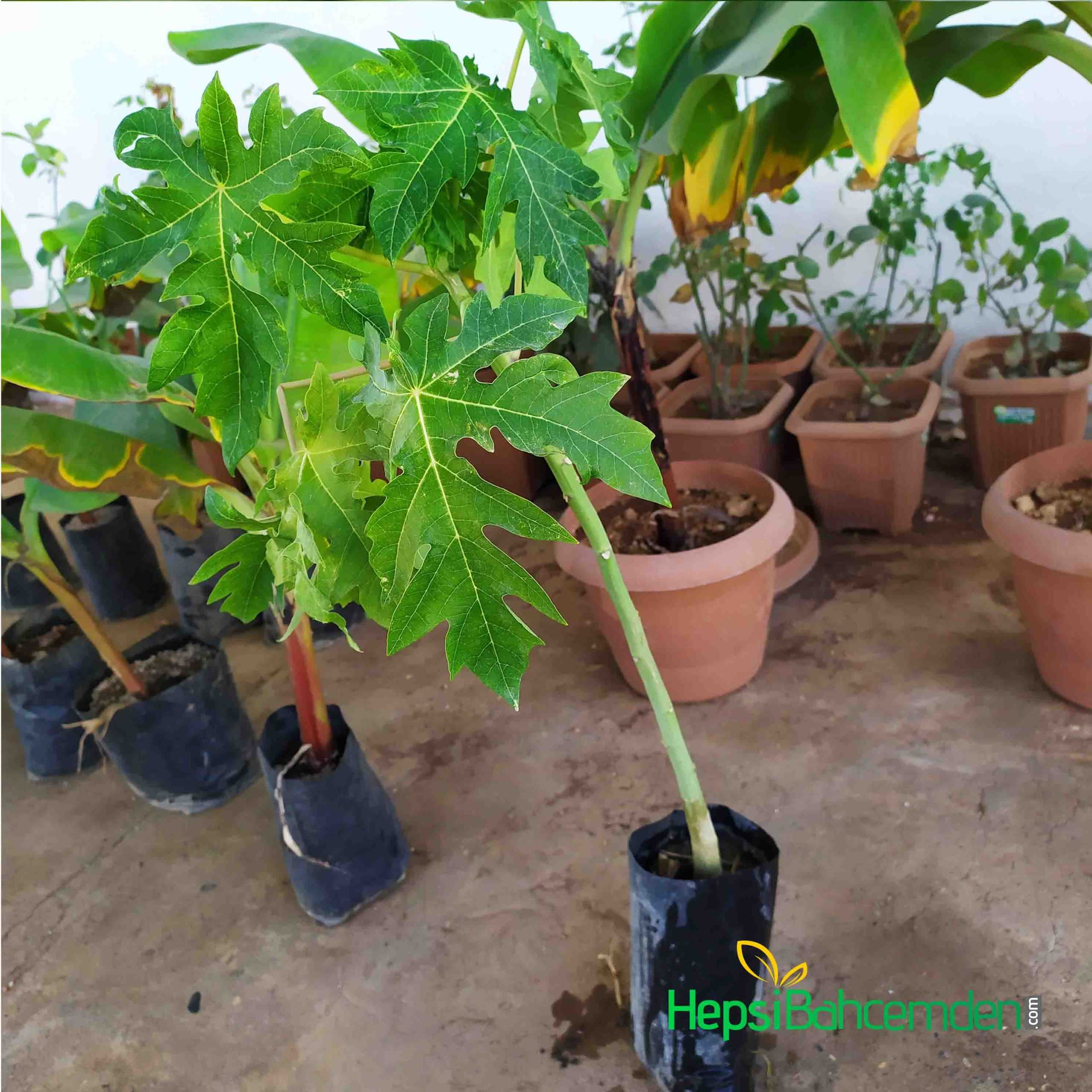 Как растет папайя, как выглядит плод, где применяются полезные свойства экзотического фрукта