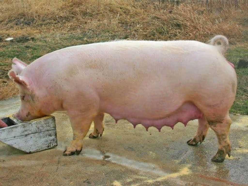 Порода свиней йоркшир: фото, характеристика, описание, отзывы
