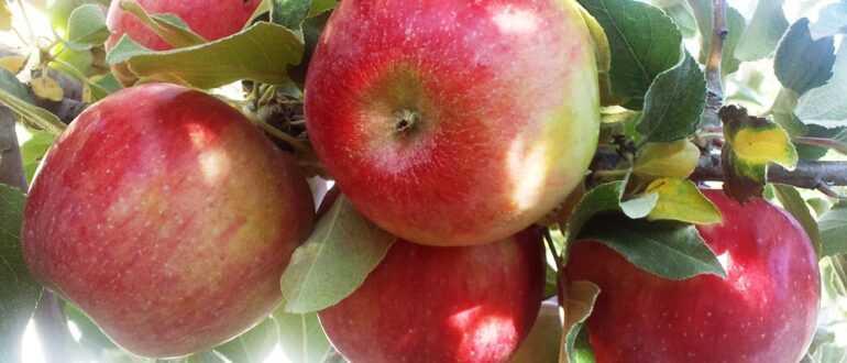 Яблоня надежное: особенности сорта и ухода