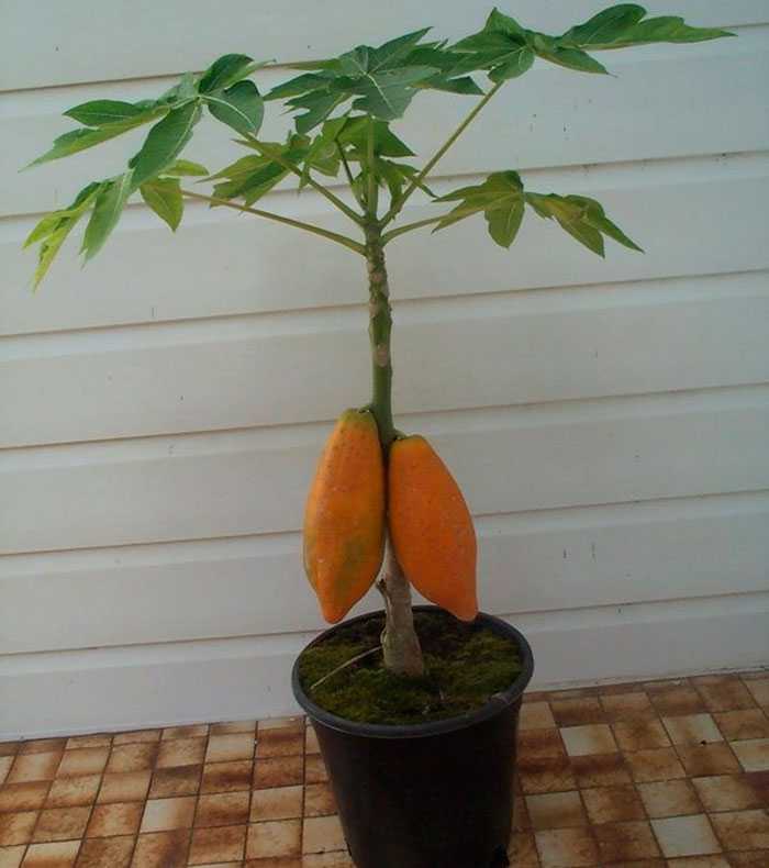 Папайя: фрукт, фото, польза для организма, выращивание в домашних условиях, как выглядит, растет, дерево, как вырастить