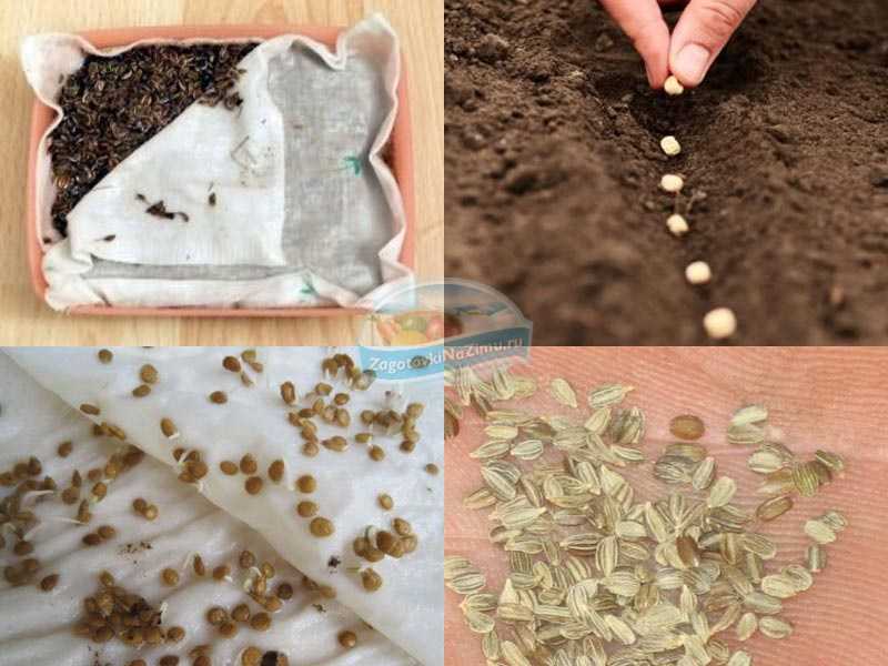 6 способов подготовки семян перца к посеву: советы профессионала