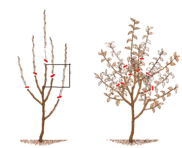 Способы и сроки обрезки яблони весной