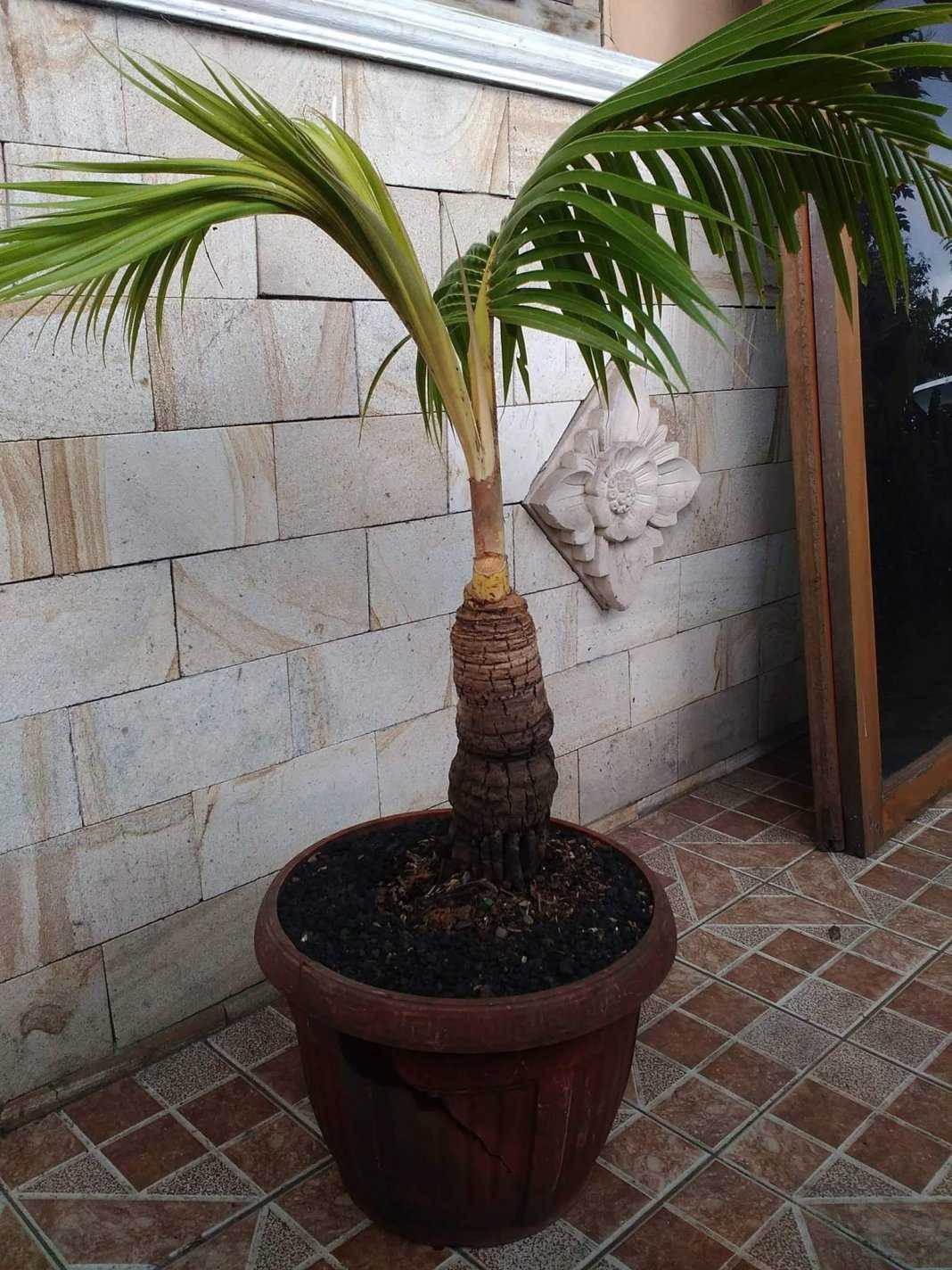 Не растет кокос в домашних условиях или можно посадить: как размножается пальма из ореха, и подготовка семян, болезни и вредители, уход