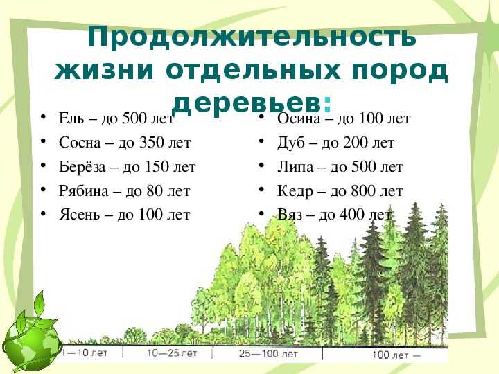 Деревья долгожители: название, список, возраст, фото. какое дерево живет дольше всех на земле, в россии?