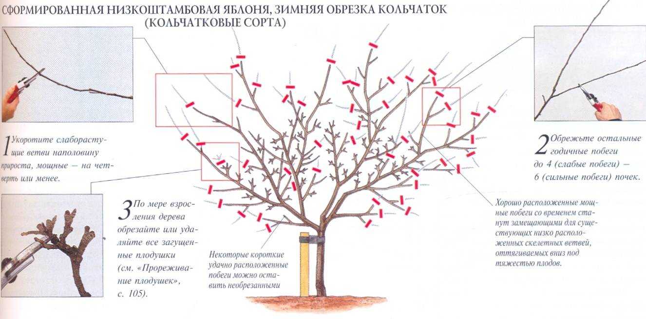 Яблоня синап орловский: описание сорта, фото, советы по выращиванию и борьбе с вредителями, а также отзывы садоводов