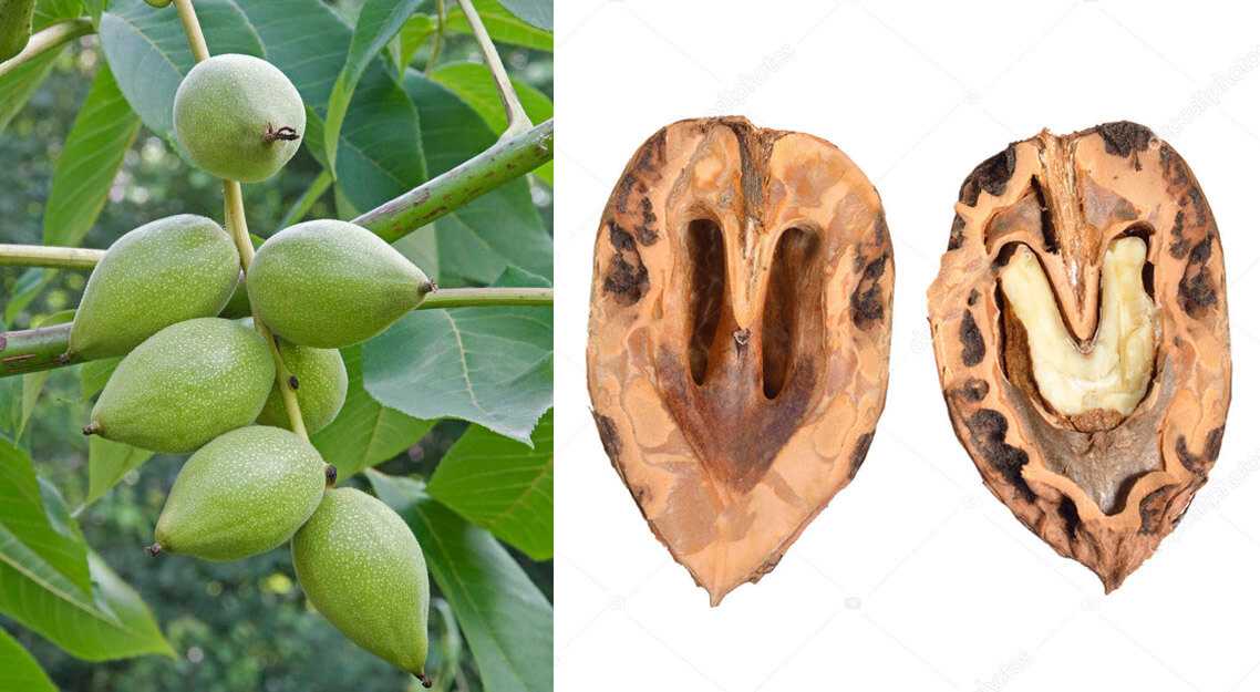 Особенности выращивания и посадки маньчжурского ореха