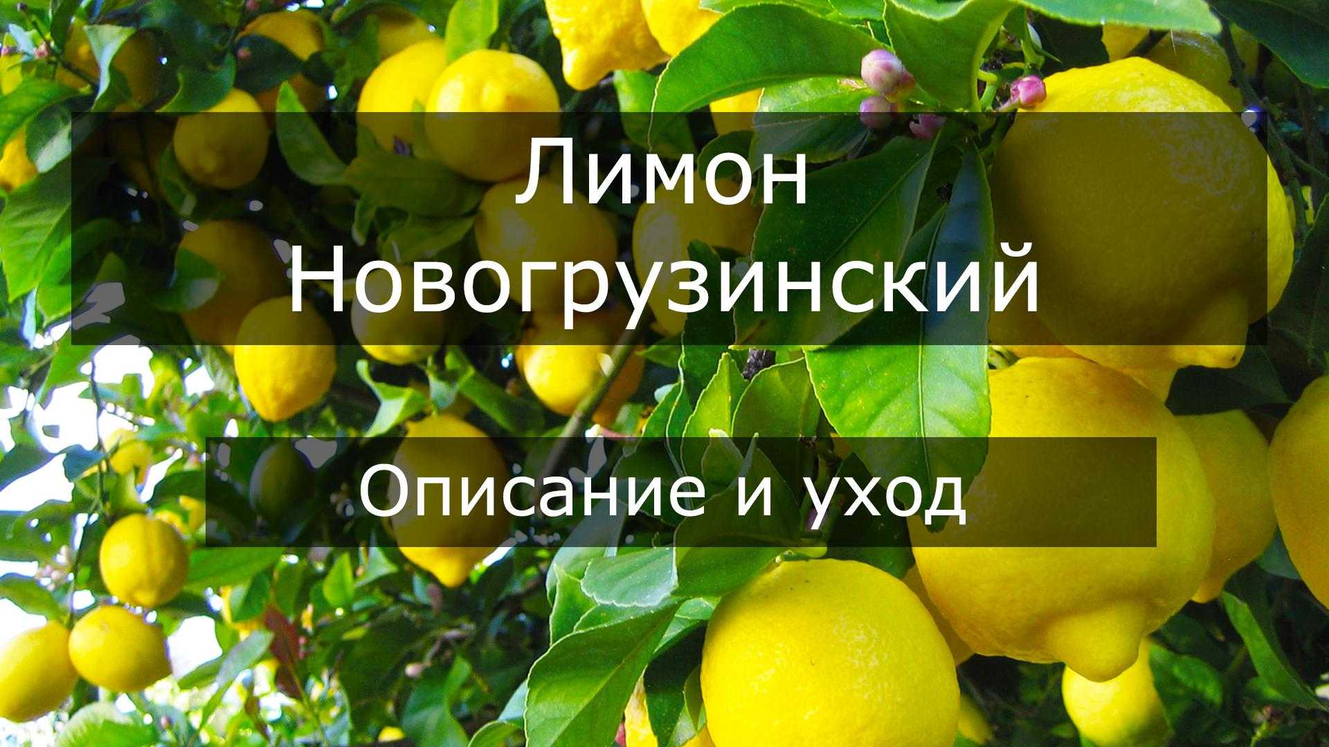 Комнатный лимон: уход в домашних условиях, болезни и вредители