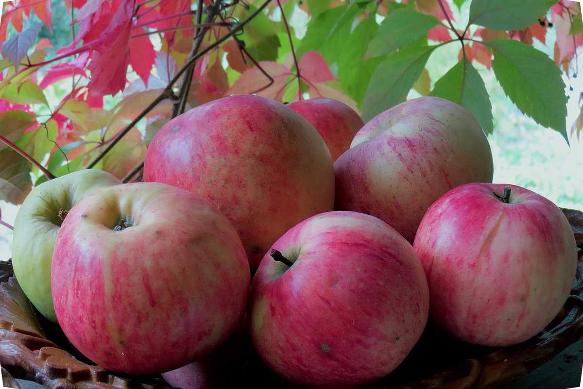 Описание сорта яблони штрифель (штрейфлинг): фото яблок, важные характеристики, урожайность с дерева