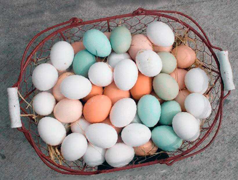 Egg guru — первый про яйца. голубые яйца куриные, кто их несет