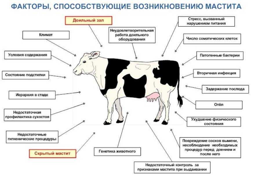 Мастит у коров: причины, симптомы, способы лечения ао "витасоль"
