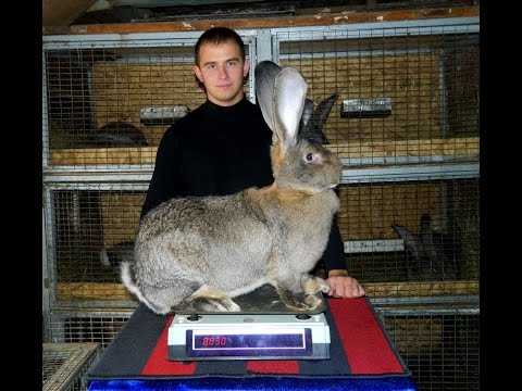 Серый великан: описание породы кроликов, разведение, выращивание, кормление в домашних условиях