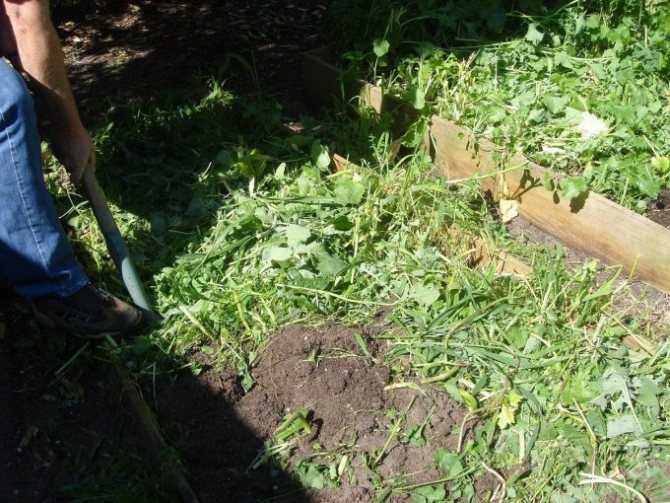 Лучшие сидераты для огорода: когда сеять и когда закапывать