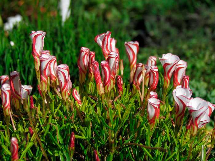 Оксалис версиколор или кислица пестроцветная в открытом грунте может расти в тёплых южных регионах или прикопанной вместе с горшком