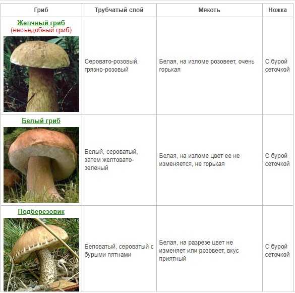 Белый гриб — описание, виды, полезные свойства и кулинарная ценность гриба из рода боровиков.