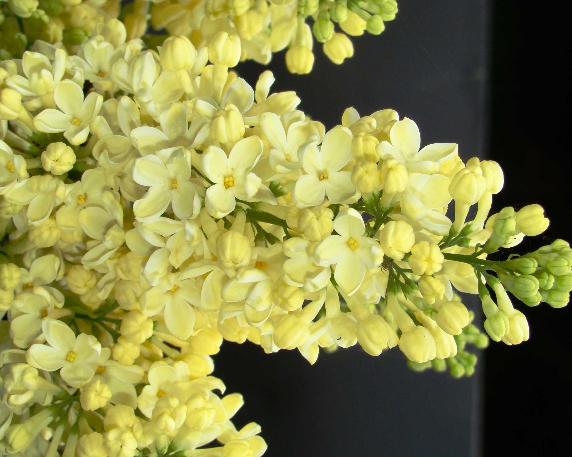 Сирень: крупноцветковые сорта для вашего сада