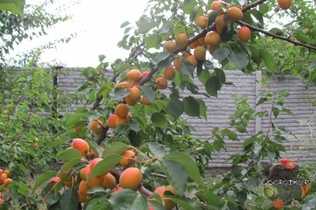 Абрикос краснощекий: характеристика сорта и агротехника выращивания