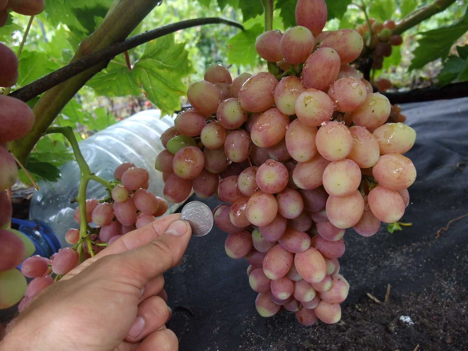 Оидиум винограда и меры борьбы – сайт о винограде и вине