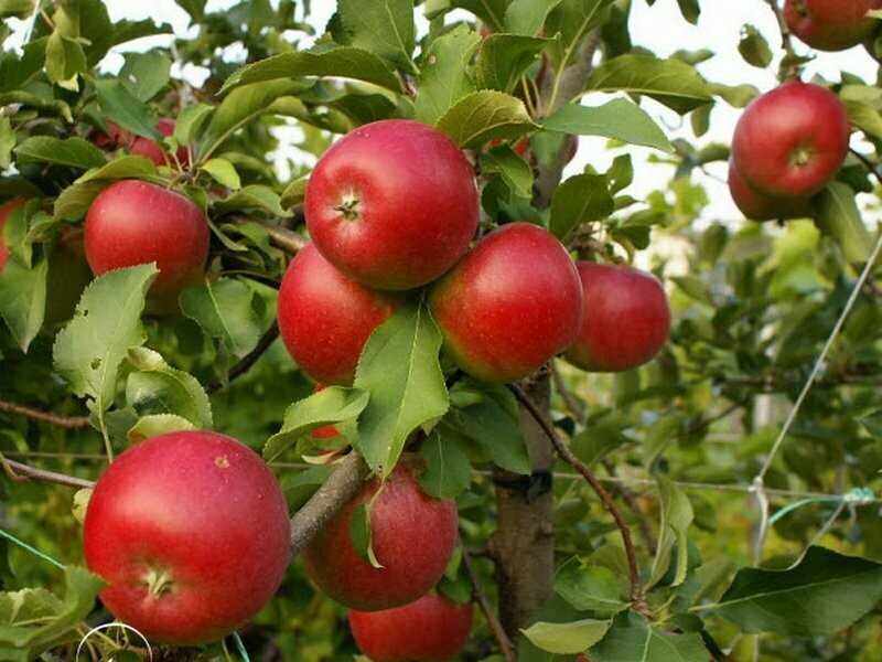Обзор лучших сортов зимних яблонь | все, что нужно знать о даче